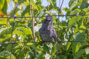 The gray catbird (Dumetella carolinensis) on the fence