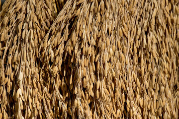 Dried ear of rice on nature background.