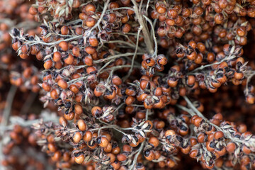 Sorghum or Sorghum bicolor branch fruits on nature background.