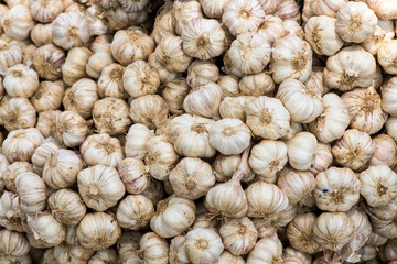 Garlic or Allium sativum on nature background.