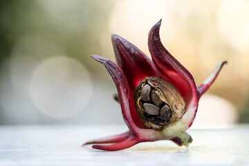 Rosella fruit on bokeh nature background.