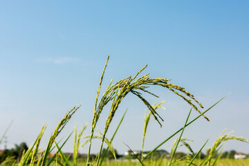 Fresh ear of rice on nature background.