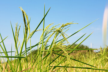 Naklejka premium Fresh ear of rice on nature background.