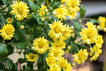 Chrysanthemum flowers on nature background.