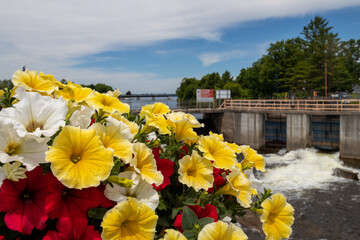 pretty flowers on the bridge over the dam at Fenelon Falls