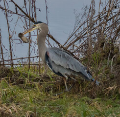 great blue heron with prey