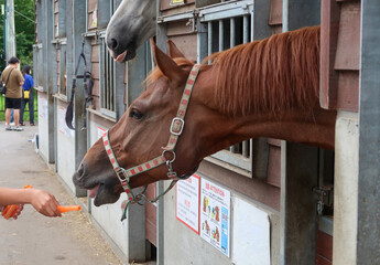 動物園の馬に餌をあげる子供