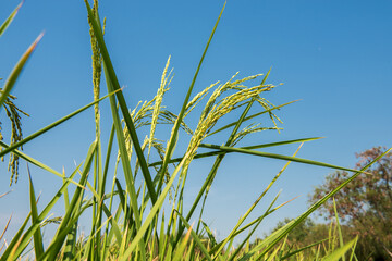 Fresh ear of rice on nature background.