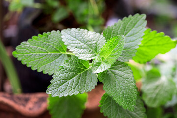 Spearmint branch green leaves on nature background.