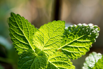 Spearmint branch green leaves on nature background.