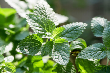 Spearmint branch green leaves on nature background.
