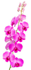 Bunch of  Pink orchid isolated on white background, Blooming orchids on white PNG file.