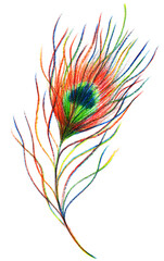 Rainbow colorful peacock bird feather single isolated art