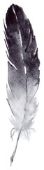 Watercolor black and white single feather isolated art