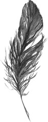 Watercolor black and white monochrome single feather isolated art
