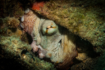 Caribbean reef octopus (Octopus briareus) hides on the Little Bay dive site, off the Dutch...