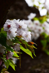 横から見た胴ぶきの桜　