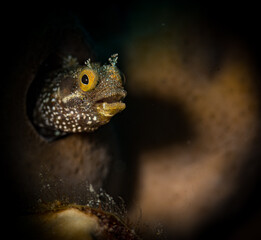 Spinyhead blenny (Acanthemblemaria spinosa) Spotted drum on the Carib Cargo dive site, off the...