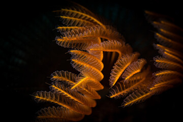 Feather duster worms (Sabellastarte spectabilis) wave in the current on the reef off the Dutch...