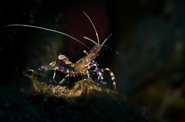 Spotted Cleaner Shrimp (Periclimenes yucatanicus) on the Charlie's Shoals dive site, off the Dutch...