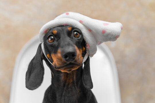 Funny portrait of tiny puppy in night cap against background of toilet lid bathroom wall. Handler training puppies to toilet train, education pet. Inquisitive baby cartoonish headdress. 