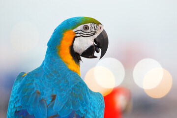 Close-up of macaw parrot with beautiful bokeh.