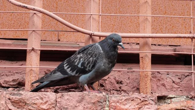 Gray Important Dove Walks On Stone Wall Next To Iron Fence, Wires. Pigeon Close-up Pacing In City Near Stone Enclosure