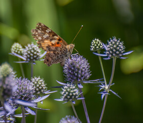 Painted lady on flower 2