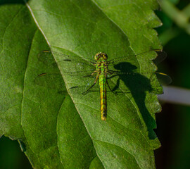 dragonfly on a green leaf