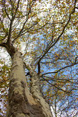 Fototapeta premium Big trees in the park in Autumn, Bern, Switzerland