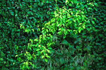 Fototapeta na wymiar Green background of leaves