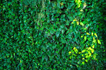 Green background of leaves