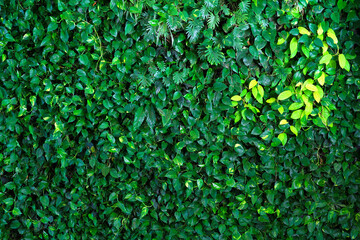 Fototapeta na wymiar Green background of leaves