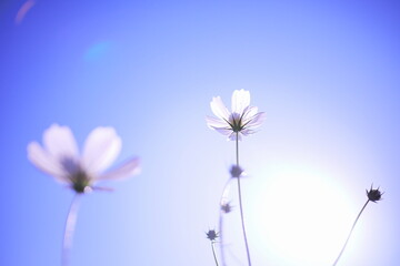 美しい青空と白いコスモス