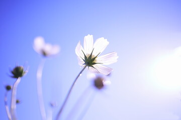 美しい青空と白いコスモス