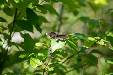 An old black swallowtail butterfly nearing end of life in Ontario.