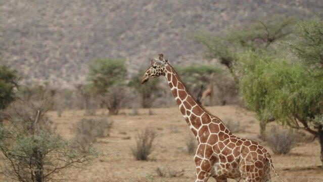 Panning Shot Of Brown Patterned Giraffe Walking By Trees - Nairobi, Kenya