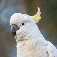 Sulphur-crested cockatoo closeup portrait