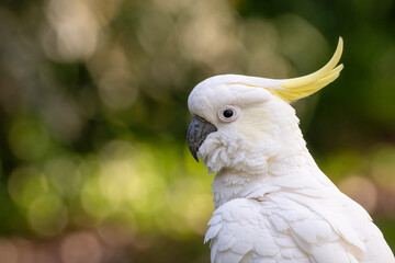 Wild sulphur-crested cockatoo (Cacatua galerita) closeup portrait