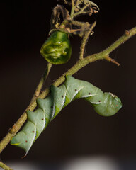 Tomato Worm on a Tomato Plant