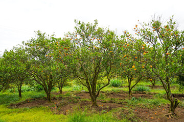 Oranges on the Tree ready for Harvests. Navel orange, Citrus sinensis or known as 