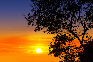 Tree silhouette on sunset sky