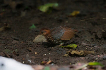Green-legged partridge Eyebrows, cheeks and neck were white, with small black dots scattered all over the white background. The sides of the head and neck below are brownish orange.
