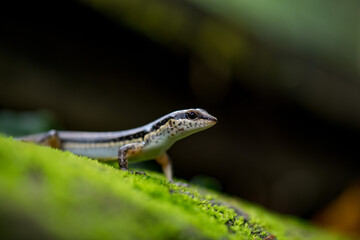 The limbs are of many different levels because some species have large legs. Some species have very small legs. And some species do not have legs With different shapes.