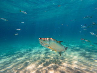Fototapeta na wymiar Tarpon fish swimming in ocean