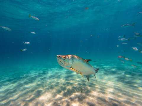 Tarpon fish swimming in ocean