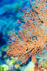 Scuba diving at Chichi jima Bonin island, Ogasawara.