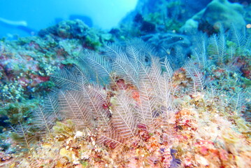 Scuba diving at Chichi jima Bonin island, Ogasawara.