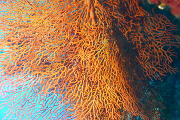 Scuba diving at Chichi jima Bonin island, Ogasawara.
