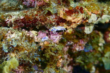 Scuba diving at Chichi jima Bonin island, Ogasawara.